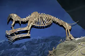 Mounted: Saber-toothed Skeleton