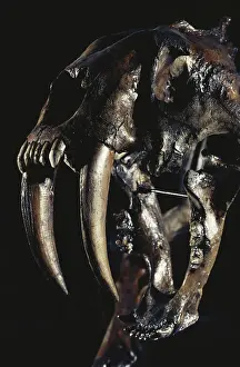 Fangs: Sabertooth Tiger Teeth