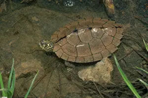 Sabine: Sabine Map Turtle