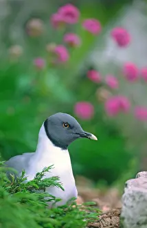 Sabine: Sabine's Gull
