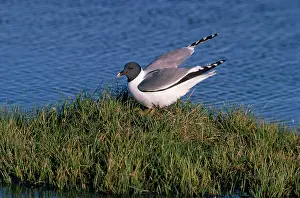 Alighting: Sabines Gull - alighting at nest