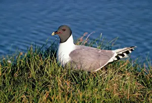 Sabine: SABINE'S GULL - on nest