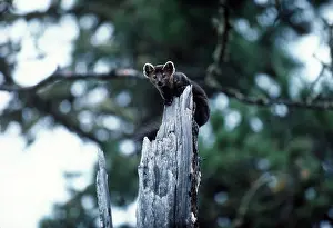 Sable: SABLE