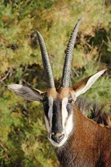 Hippotragus: Sable Antelope