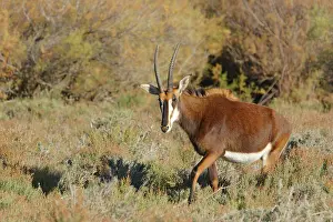 Hippotragus: Sable Antelope