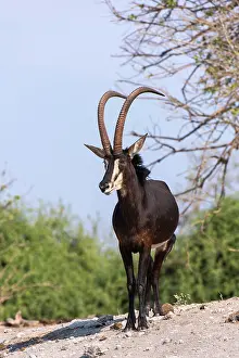 Kasane: Sable Antelope