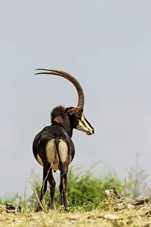 Sable: Sable Antelope - bull