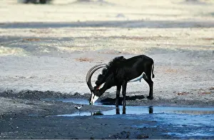 Antelopes: SABLE ANTELOPE - DRINKING