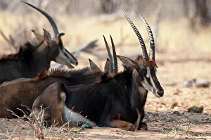 Hippotragus: Sable Antelope - group sitting resting in shade