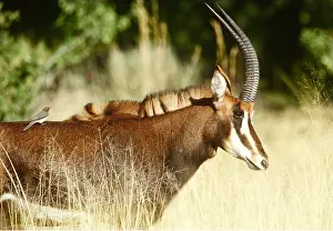 Sable: Sable Antelope - side view. Bird riding on back