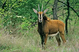 Hippotragus: Sable Antelope - young buck