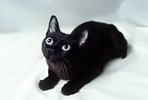 Sable: SABLE BURMESE CAT - Kitten