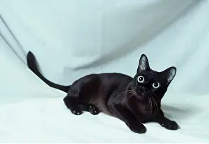 Sinister: SABLE BURMESE CAT - Kitten