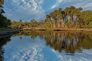 Johns: Sable palms reflected on the Econlockhatchee River