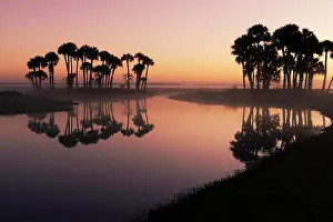 Johns: Sable palms silhouetted at sunrise on the Econlockhatchee