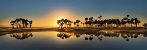 Johns: Sable palms silhouetted at sunrise on the Econlockhatchee