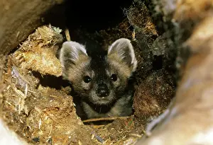 Martens: Sable