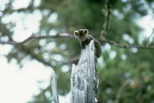 Martens: Sable - on tree stump