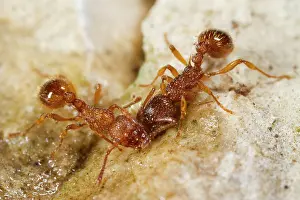 Worker: Sabre-thorned knot ant, Sabre-thorned knot ant