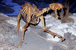 Sabre: Sabre-tooth Cat