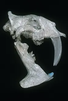Fangs: Sabre-tooth Cat