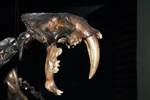 Sabre: Sabre-tooth Cat - Pleistocene