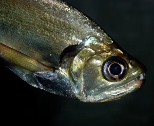 Sabre: Sabre-tooth Fish