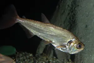Sabre: Sabre-tooth fish