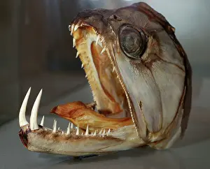 Sabre: Sabre-tooth Fish - skull
