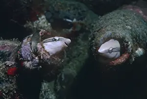 Bites: Sabretooth Blennies - this nasty little blennie