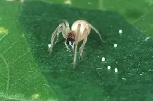 Gossypium: Sac spider eats bollworm eggs