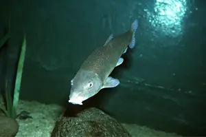 Sucker: Sacramento Sucker Fish
