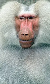 Hamadryas: Sacred Baboon - adult male