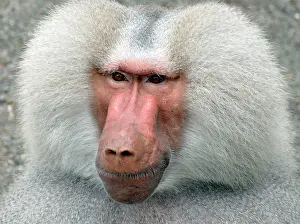 Hamadryas: Sacred Baboon - adult male