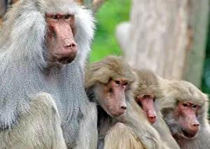 Harem: Sacred Baboon - male with his harem