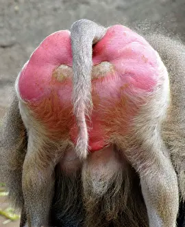 Hamadryas: Sacred Baboon - rear view - East Africa