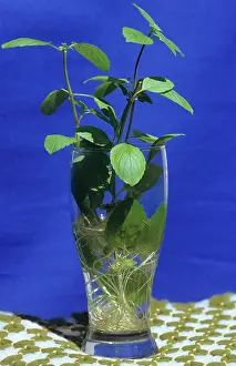 Basil: Sacred Basil Rooting