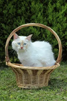 Materials: Sacred Cat of Burma in a basket - France