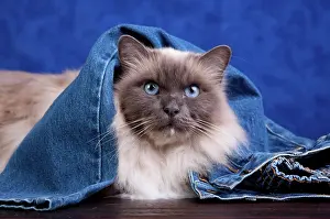 Burma: Sacred Cat of Burma lying under jeans