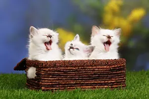 Burmese: Sacred Cats of Burma, kitten, 7 weeks, Burma