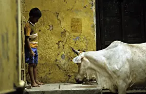 Uttar: Sacred cow and boy in the streets of Varanaci