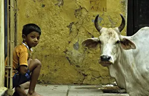 Uttar: Sacred cow and boy in the streets of Varanaci