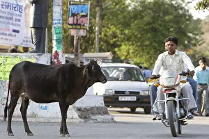 Motorcycle: Sacred Cow in the middle of traffic in town India