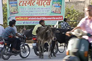 Motorcycle: Sacred Cow in the middle of traffic in town India