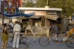 Shops: Sacred Cow in the middle of traffic Uttar Pradesh India