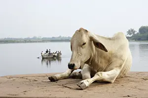Ships: Sacred cow River Yamuna Mathura Uttar Pradesh India