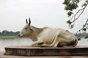 Places: Sacred cow River Yamuna Mathura Uttar Pradesh India