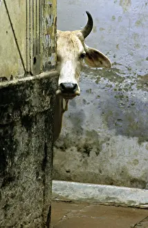 Uttar: Sacred cow in the streets of Varanaci