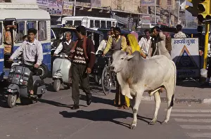 Towns: Sacred cow in urban traffic Jodhpur India