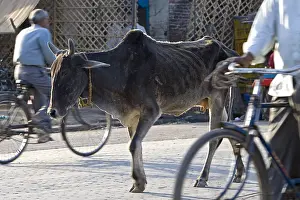 Bicycles: Sacred Cow walking in the middle of traffic India
